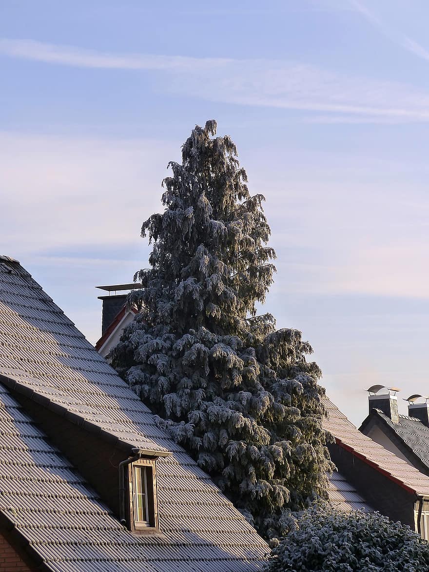 dennenboom, Met vorst bedekt, wit, dak, winter, koude, rijp, hemel, winter foto, vorst, ijzig