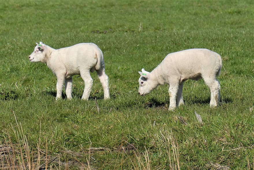 pecora, agnelli, pascolo, pecore giovani, giovani animali, animali, bestiame, animali da fattoria, prato, erba
