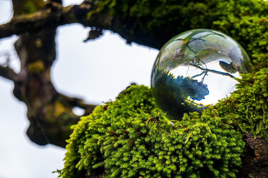 bola de lente, musgo, plantas, árvore, reflexão, natureza