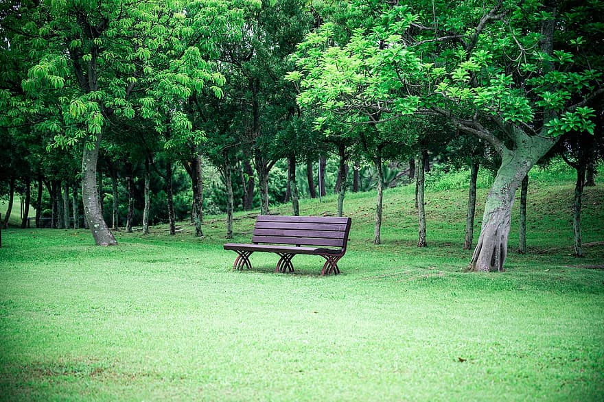 Băng ghế, công viên, Thiên nhiên, ngoài trời, gỗ, rừng