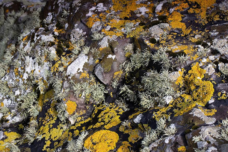 roches, la nature, lichen, mousse