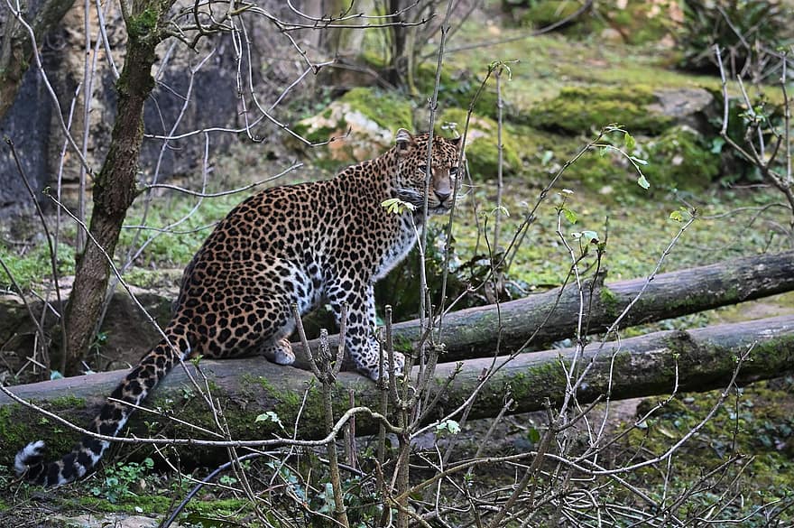 leopardo, animale, natura, grande gatto, mammifero