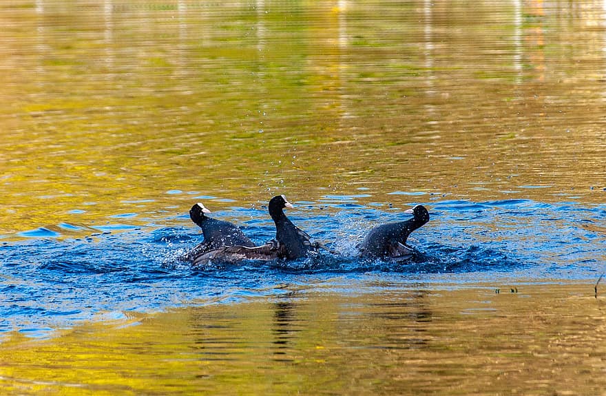 Water Birds, Coots, River, Lake, Nature, Rails, water, animals in the wild, beak, blue, pond