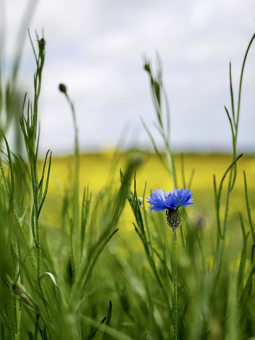 bleuet, fleur, plante, fleur bleue, pétales, Floraison, fleur sauvage, herbe, Prairie, champ, la nature
