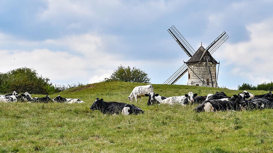 Kühe, das Vieh, Mühle, Windmühle, Wiederkäuer, Weide, Gras, Land, Feld