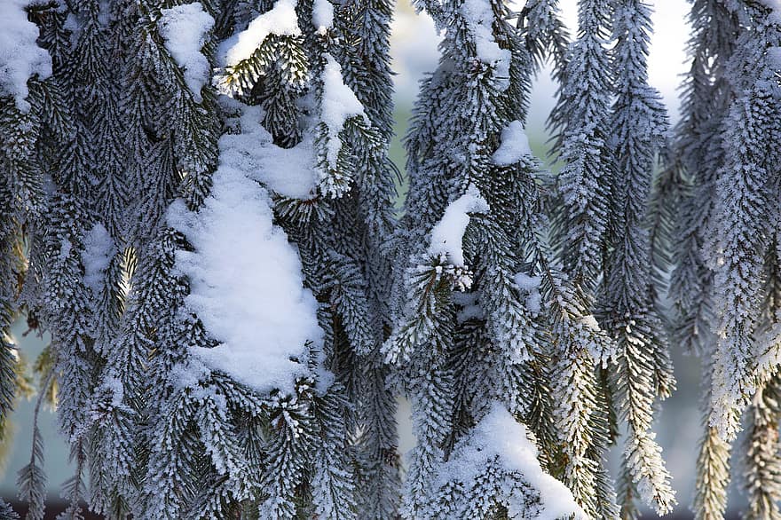 Spruce, Snow, Winter, Needles, Tree, Frost, Ice, Branches, Leaves, Plant, Conifer