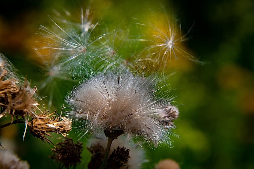 Thistle, Seed Head, Plant, Flying Seeds, Flora, Nature, Closeup, dandelion, close-up, summer, flower