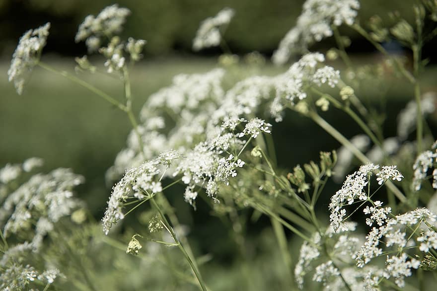 Queen Annes Lace, Flowers, Bloom, Daucus Carota, Bishop's Lace, Nature, Flora, Wildflower, Meadow, Wild, Blossom