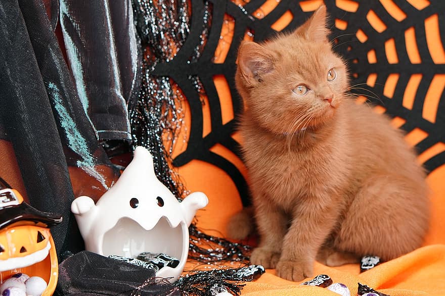 halloween, katt, kattunge, britisk shorthair, kjæledyr, pus, ung katt, dyr, huskatt, feline, pattedyr