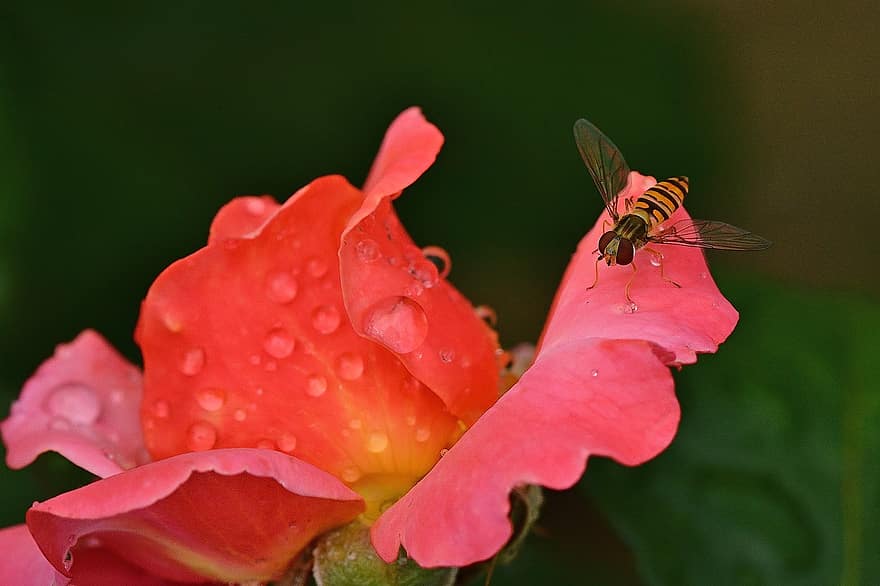 floribunda, flor, floración, rojo, flor rosa, romántico, naturaleza, belleza, mosca flotante, decorativo