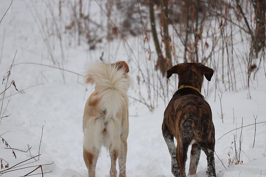 犬、ペット、冬、雪、動物たち、友達、家族、コールド、探検する、屋外、警戒