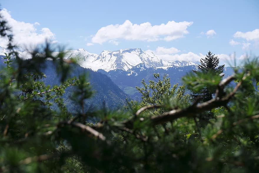 Svizzera, Svizzera centrale, garantire le scorte, alpino, paesaggio, panorama montano, alberi, Nidwalden
