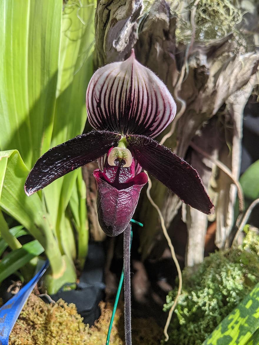 orkidea, kukka