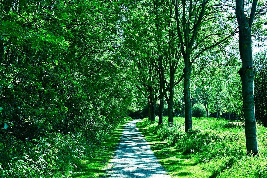 Trees, Path, Grass, Trail, Road, Walkway, Greenery, Foliage, Woods, Landscape, Nature