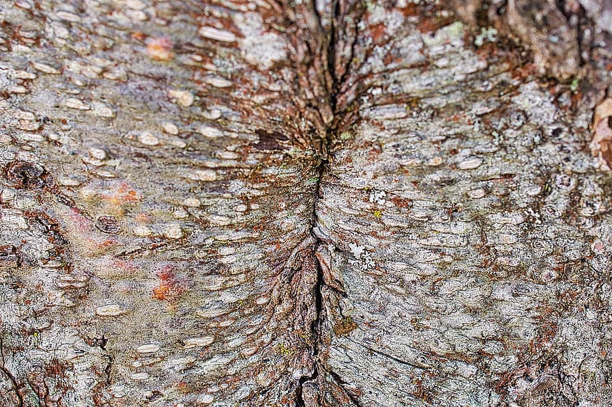 écorce, arbre, tronc, texture