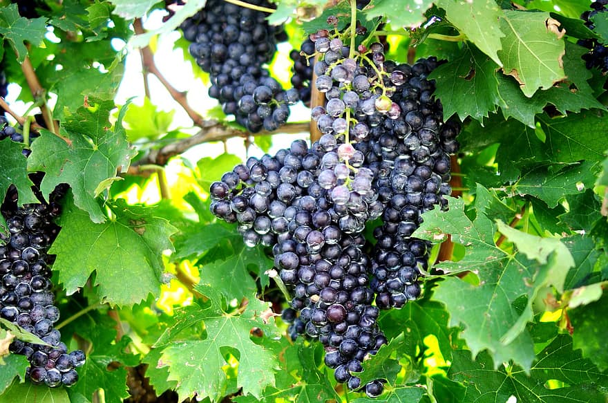 frugt, vindruer, vingård, organisk, drue, blad, landbrug, vinfremstilling, flok, moden, efterår