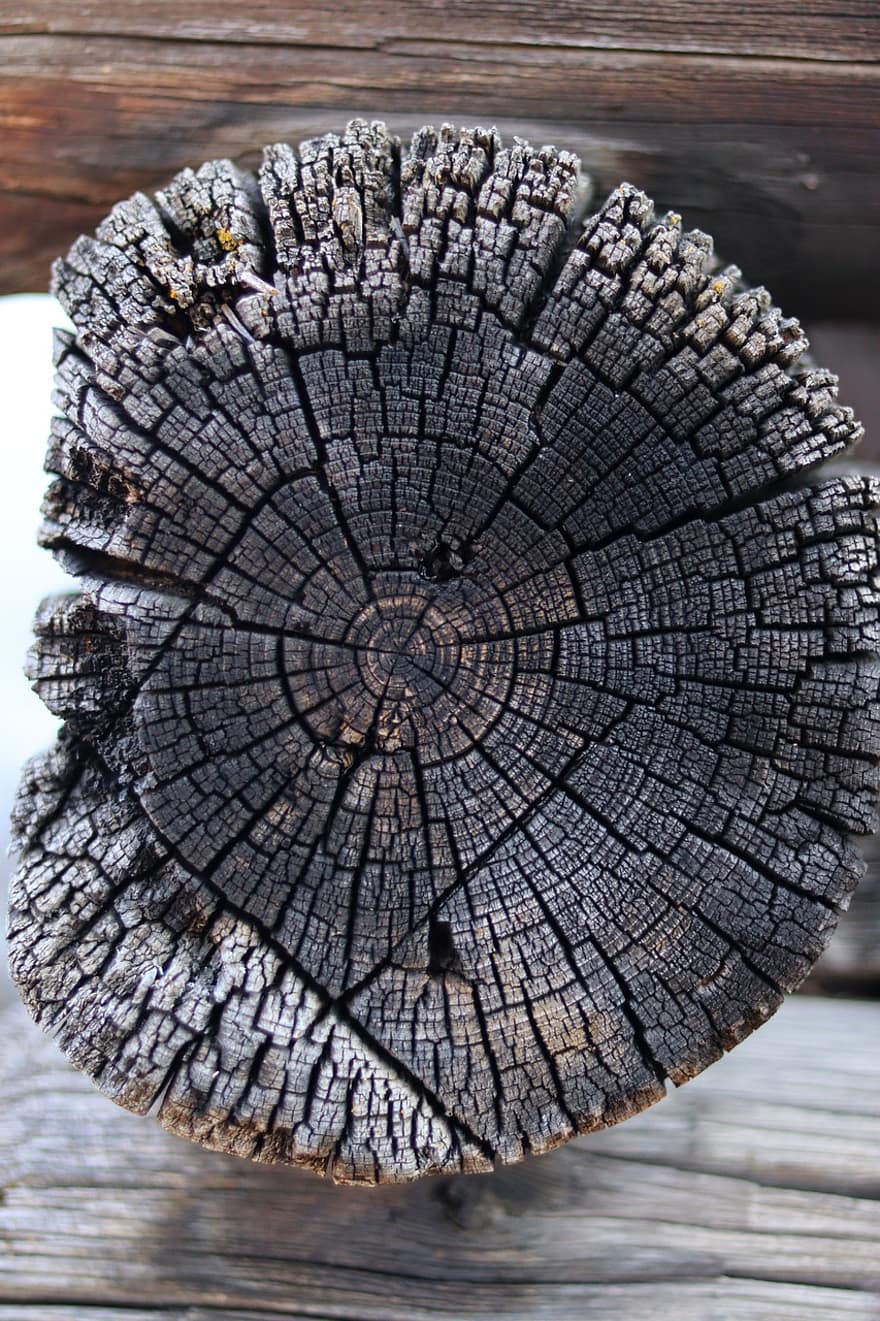 tronco, madeira, natureza, padronizar, borda, textura, árvore, velho, fechar-se, origens, círculo