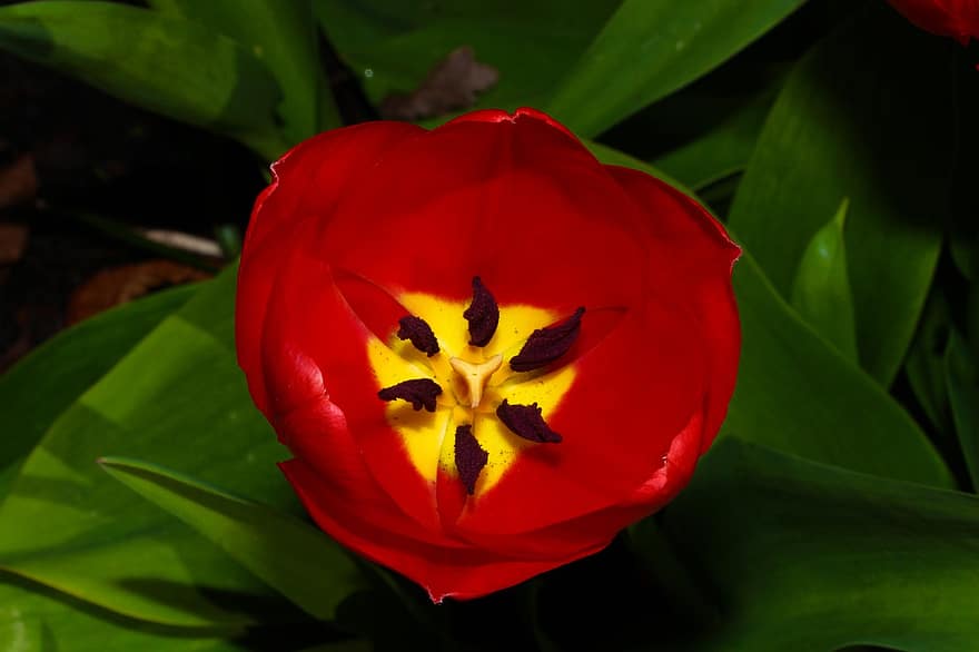 tulipán, květ, rostlina, červený tulipán, okvětní lístky, flóra, jaro, zahrada, Příroda, detail, list
