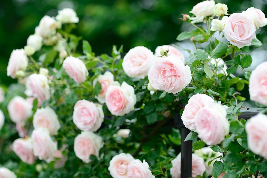 roser, Busk, rosa roser, blomster, flor, blomstre, Rosenbusk, rose blomst, rosenblade, flora, natur