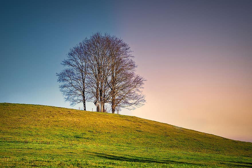 Hill, Tree, Nature, Rural, Outdoors, Slope, Meadow
