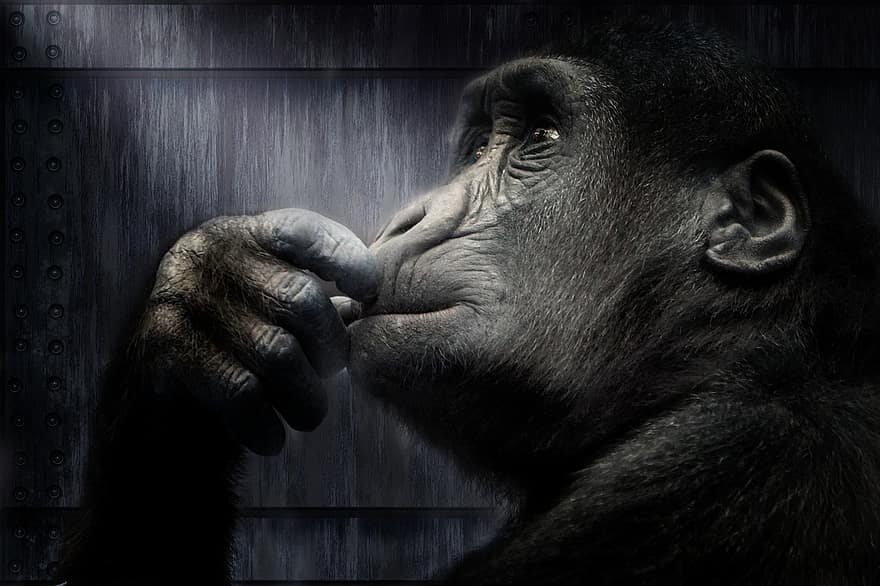 gorila, gaisma, primāts, pērtiķis, domāšana, atdarināt, skats, gudrs, izteiksme, sejas, galvu