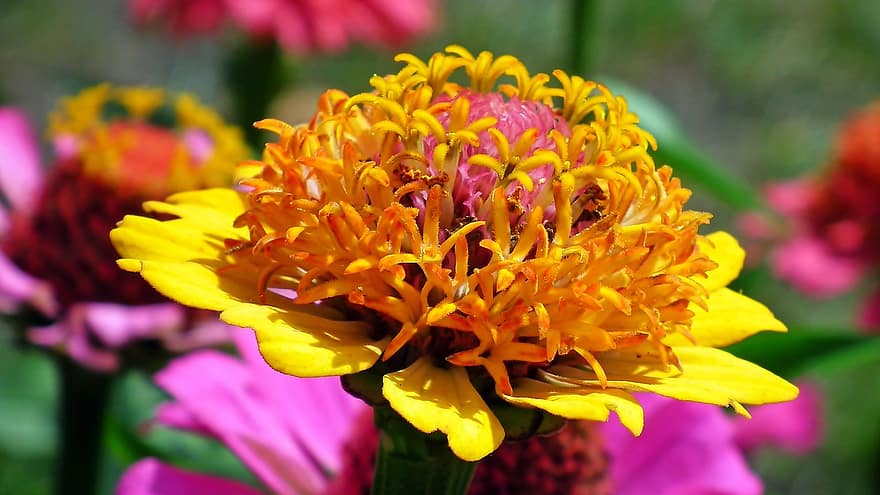 Flowers, Zinnia, Macro, Summer, Garden, close-up, plant, flower, multi colored, petal, flower head
