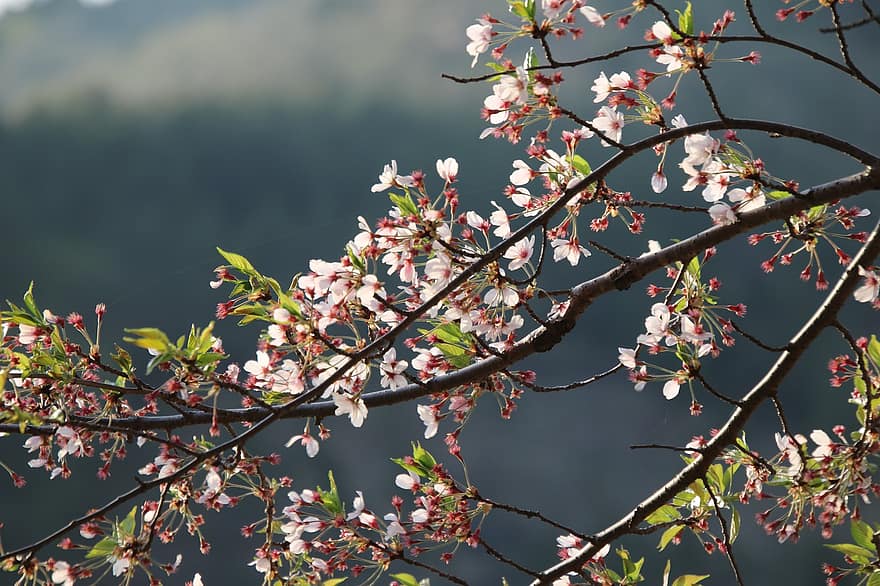 Cherry Blossoms, Pink Flowers, Flowers, Nature
