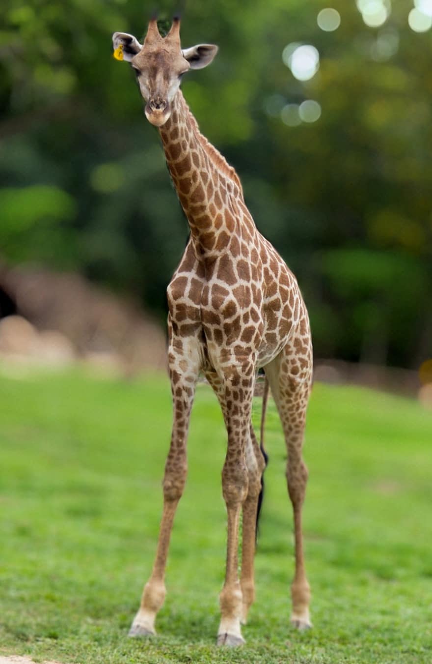 žirafa, zvíře, divoké zvíře, Afrika, tráva, zvířata ve volné přírodě, safari zvířata, savany, puntíkovaný, prostý, přírodní rezervace