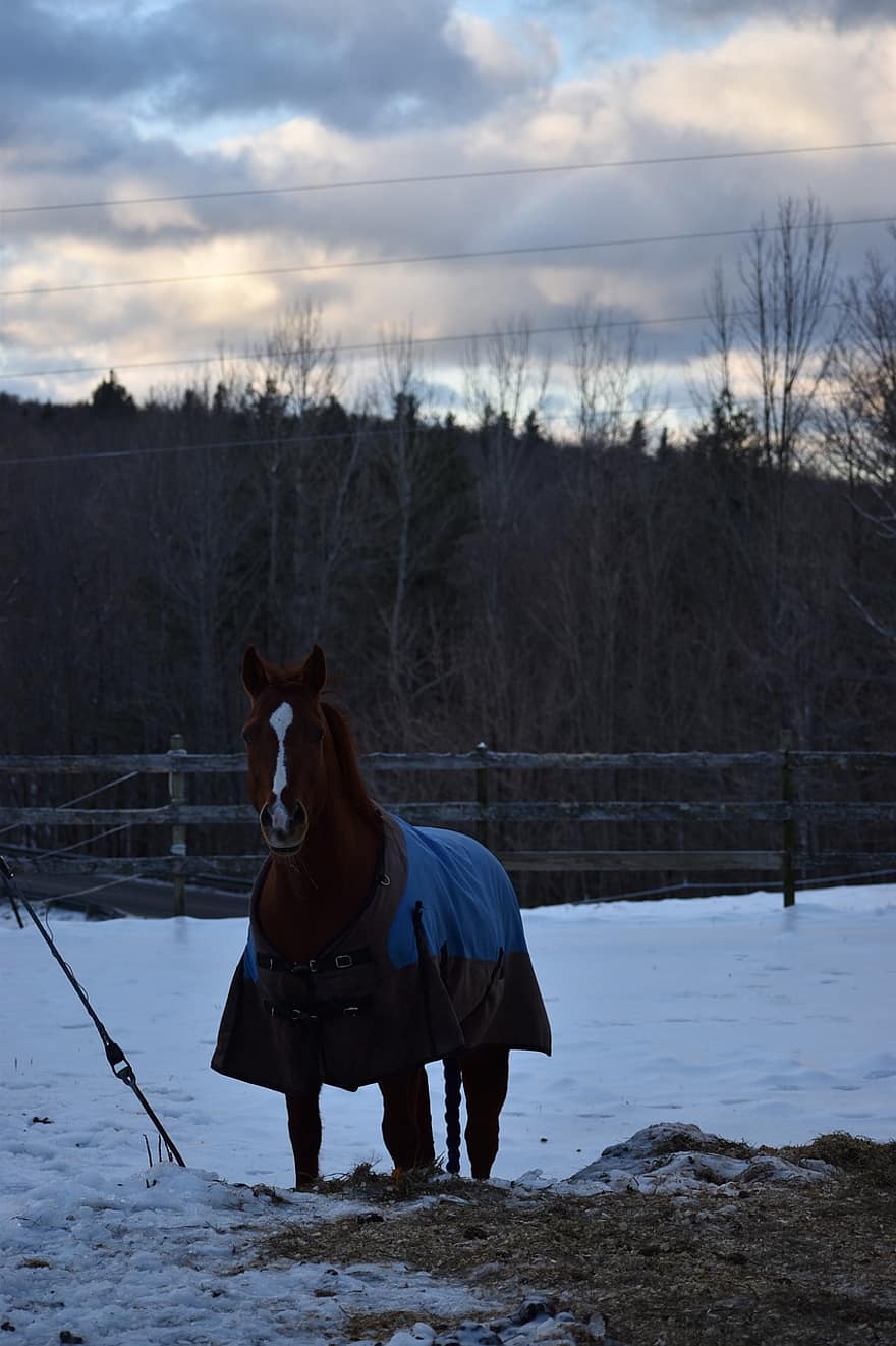 hevonen, eläin, maatila, Vermont, talvi-, lumi, luonto, ulkona, haka