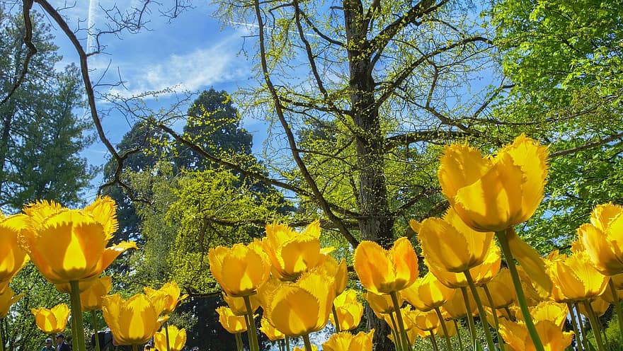 tulipány, květiny, zahrada, Tulipán zahrada, květy, jarní květy, květ, rostlin, park, žlutá, jaro