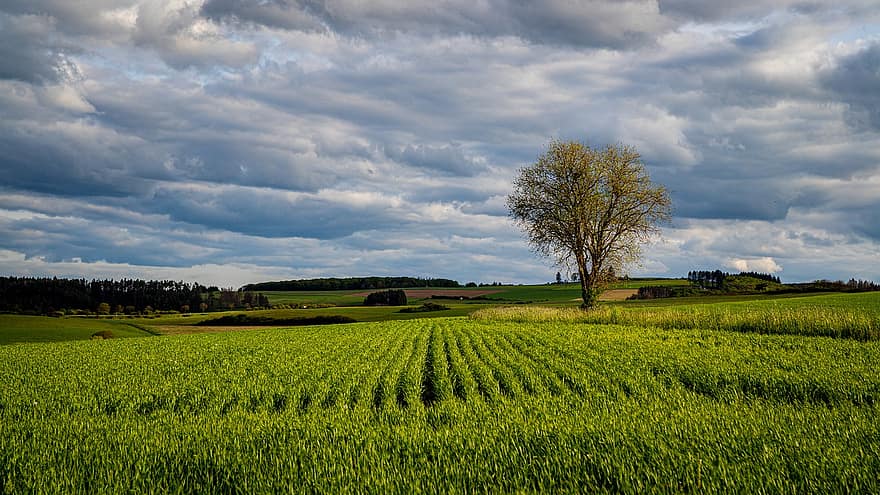 Field, Rural, Landscape, Sauerland, Spring, Tree, Meadow, Farm, Nature, Sky, Clouds