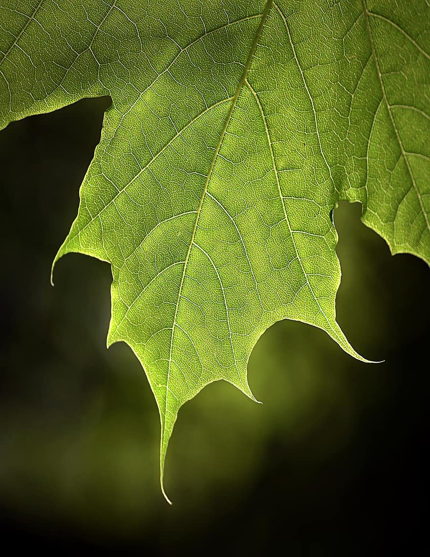 मेपल, मेपल की पत्तियां, लीफ, सौर, आभा, पृष्ठभूमि, संरचना, प्रतिरूप, प्रकृति, हरा रंग, पौधा