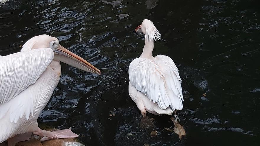 birds, pelican, beak
