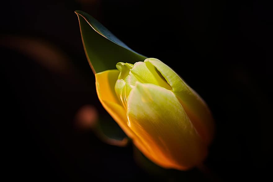 Tulip, Flower, Plant, Plans, Blossom, Bloom, Macro, Close Up, Nature, Indoor, Inside