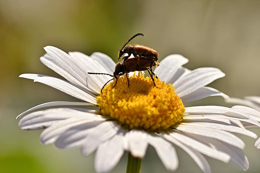 kumbang, bunga margrit, pasangan, serbuk sari, menyerbuki, penyerbukan, mekar, berkembang, serangga, bunga, flora