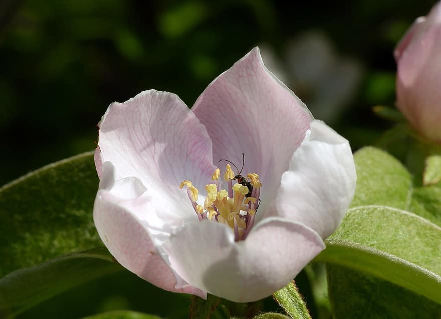 Quince, Quince Blossom, Cydonia, Pome Fruit Family, Bloom, Blossom, Insect, Pistils, Beetle, Flora, Pollen
