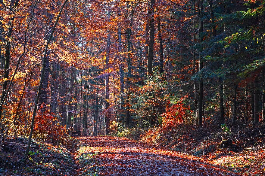 mežs, ceļš, rudenī, kritums, koki, meži, lapas, zaļumi, dižskābardis, ainavu