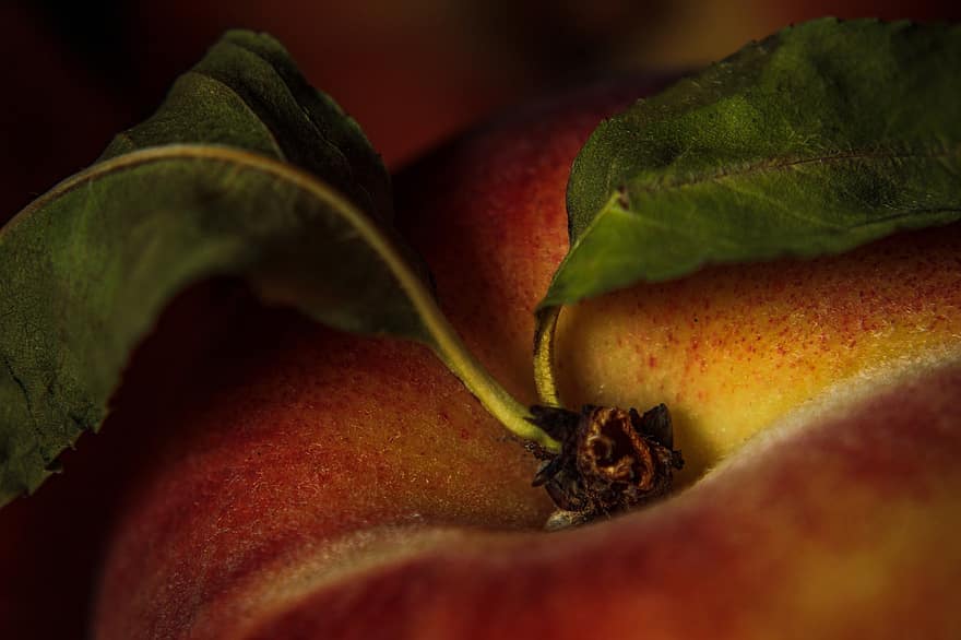 ябълка, листа, плодове, растение, органичен, здрав, храна, макро, едър план, пружина, прясно