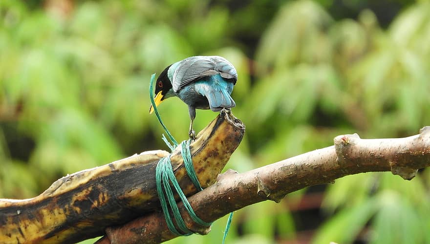 uccello, Tanager dalla testa nera, ornitologia, specie, fauna, aviaria, animale, natura