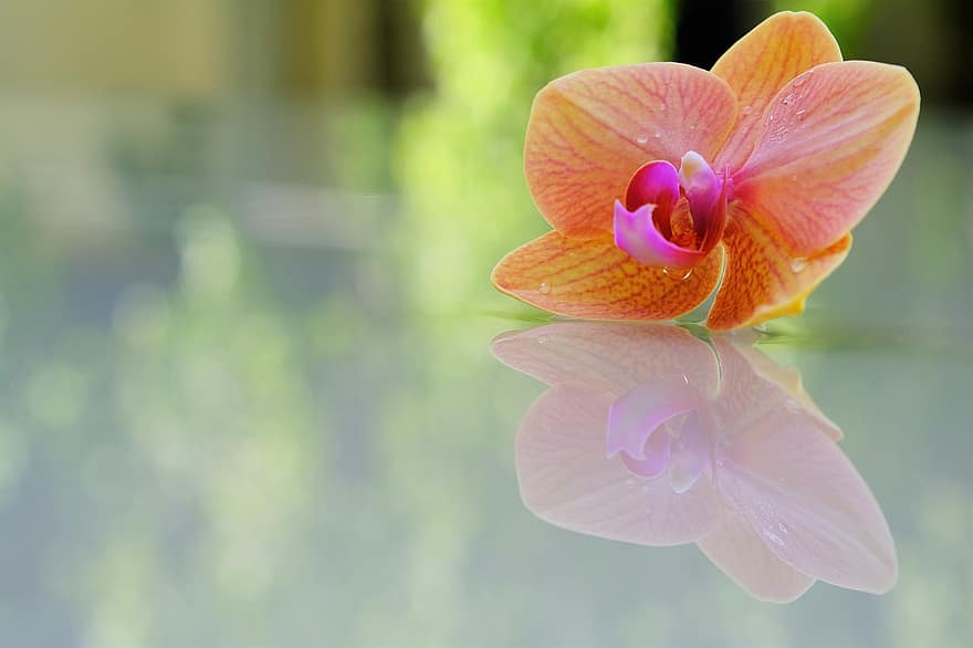 orquídea, flor, reflexión, pétalo, agradable, armonía