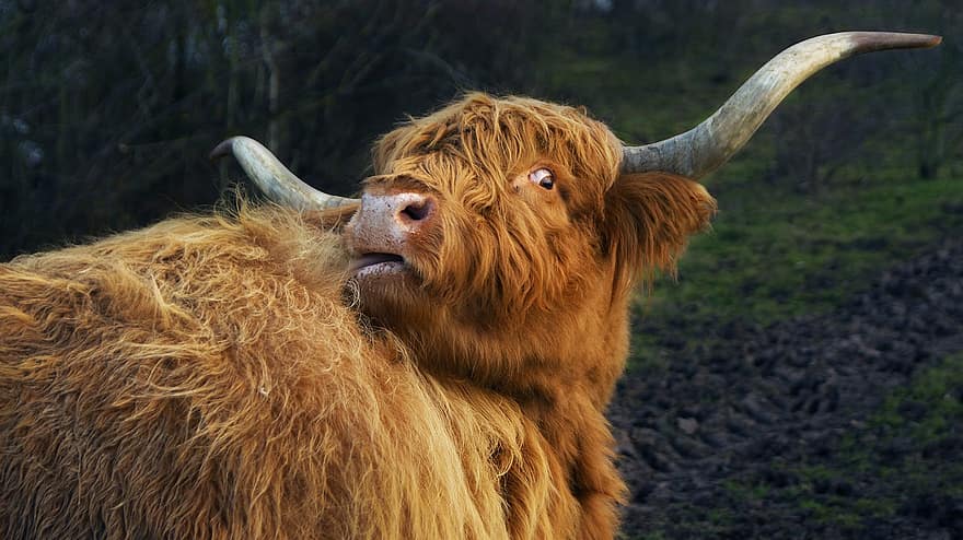 highland cow, ku, dyr, portrett, highland storfe, kveg, storfekjøtt, highland beef, pattedyr, husdyr, horn