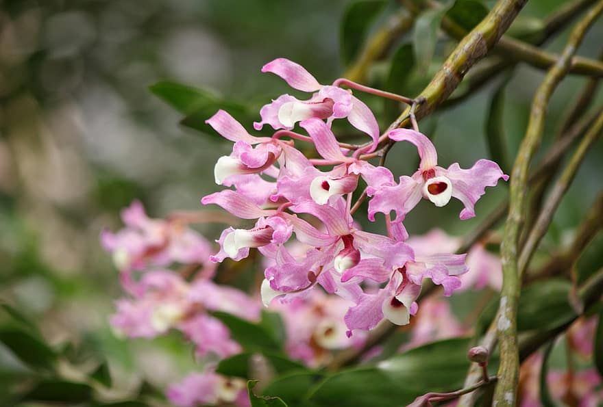 blomma, orkide, skog orkidé, sällsynt, exotisk, skönhet