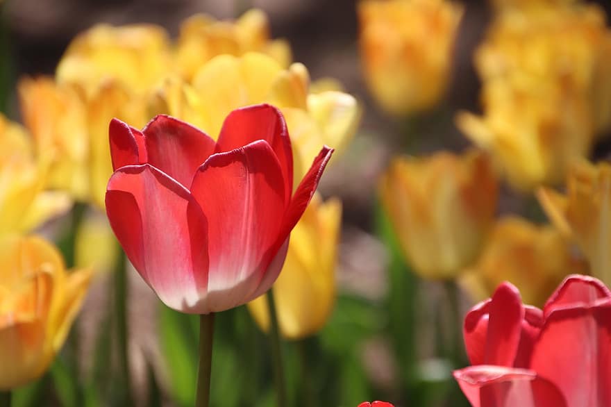 tulipany, kwiaty, pole, Kwiaty dwukolorowe, kwiat, kwitnąć, rozkwiecony, rośliny, flora, botanika, Natura