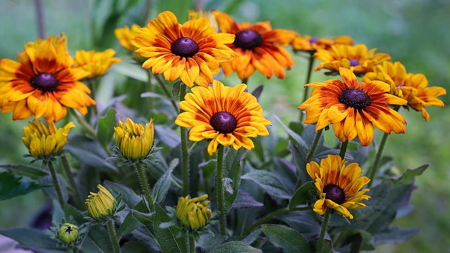 coneflower, λουλούδια, ανθίζω, κίτρινο άνθος, φυτό κήπου, χλωρίδα