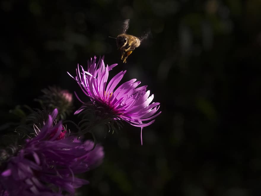 Asters, Flowers, Garden, Pink Flowers, Petals, Pink Petals, Bloom, Blossom, Bee, Insect, Flora