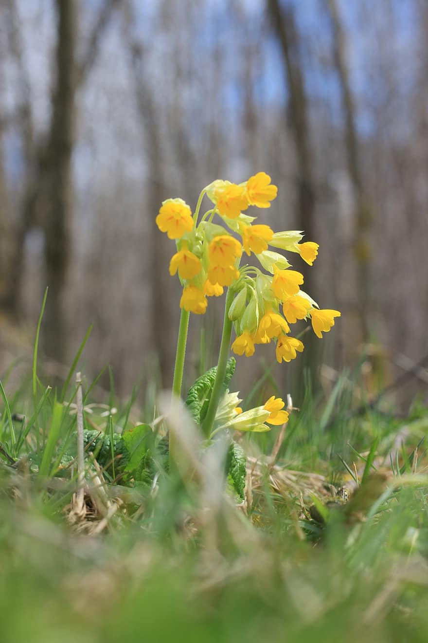 Cowslips, Flowers, Yellow Flowers, Petals, Yellow Petals, Meadow, Flora, Plants, Bloom, Blossom