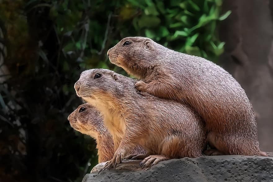 Prairie Dogs, Rodent, Mammal, Family, Furry