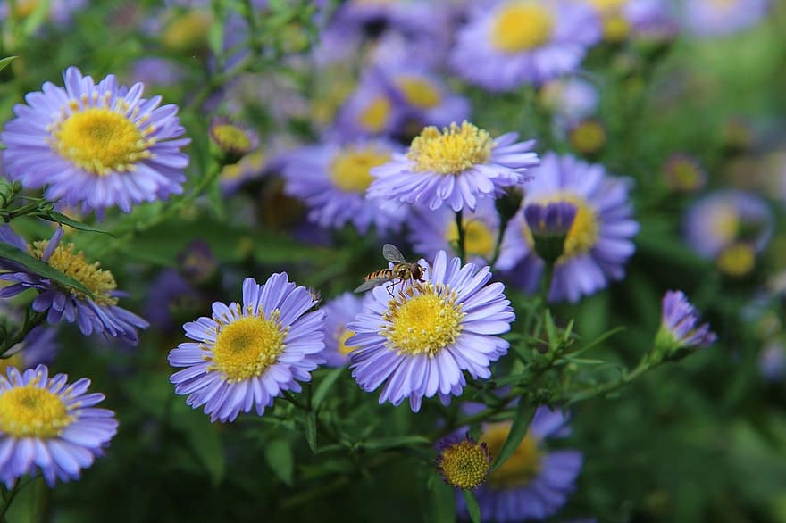 asters, blomster, lilla blomster, kronblade, lilla kronblade, flor, blomstre, flora, planter, natur, blomst