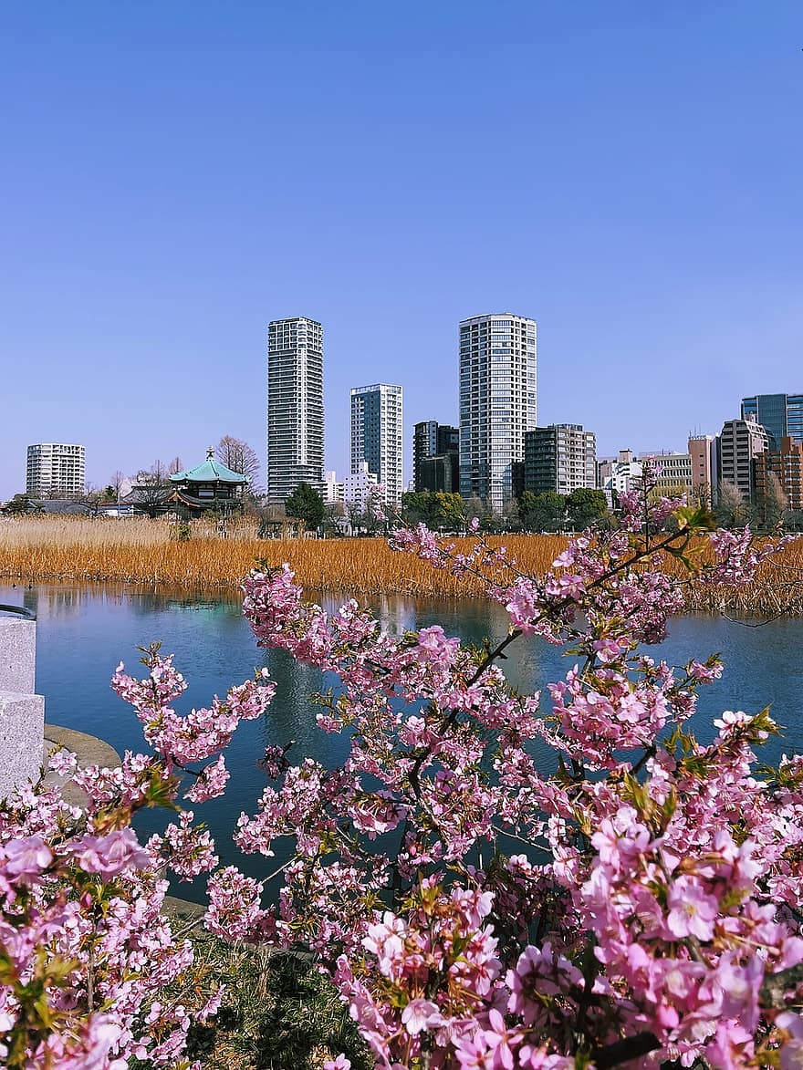 fleurs de prunier, Étang Shinobazu, Japon, immeubles, ville, paysage urbain, jour, Ikenohata, l'horizon, Taito City, tokyo