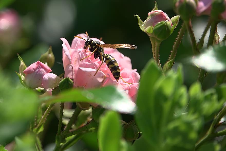 Wasp, Hornet, Blossom, Bloom, Flower, Nature, Insect, Close Up, Rose
